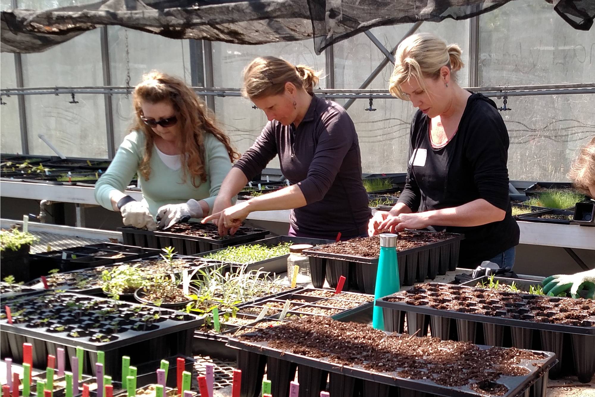 Teachers working in a greenhouse with plants